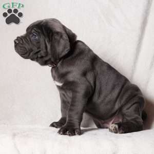 Gommer, Cane Corso Puppy